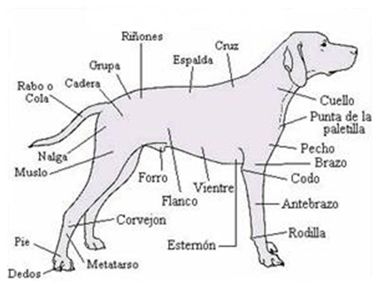 Anatomia del Labrador
