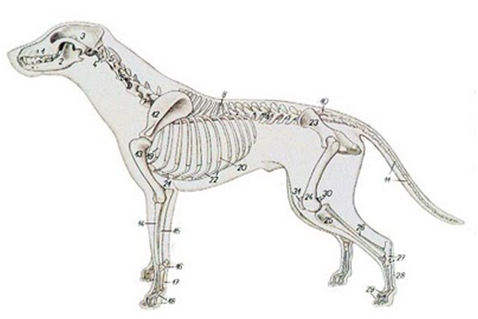 Esqueleto del Labrador